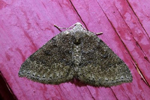 Aleucis distinctata